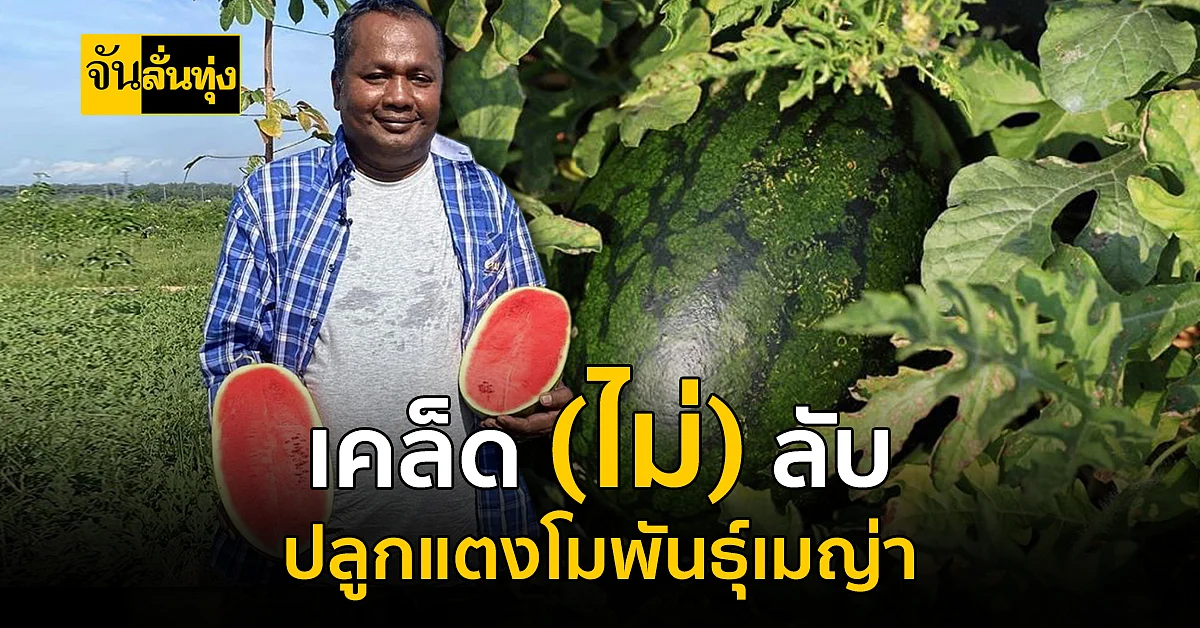 กุญแจสู่ความสำเร็จ! ปลูกแตงโมพันธุ์เมญ่า สายพันธุ์ดีพิมพ์นิยมของภาคใต้