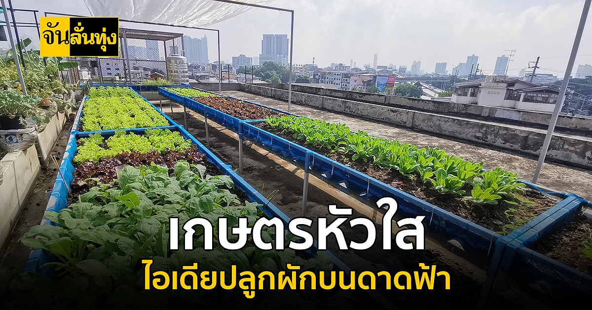 มีที่ตรงไหนก็สร้างเงินได้ เกษตรหัวใส ไอเดียปลูกผักบนดาดฟ้าสร้างรายได้