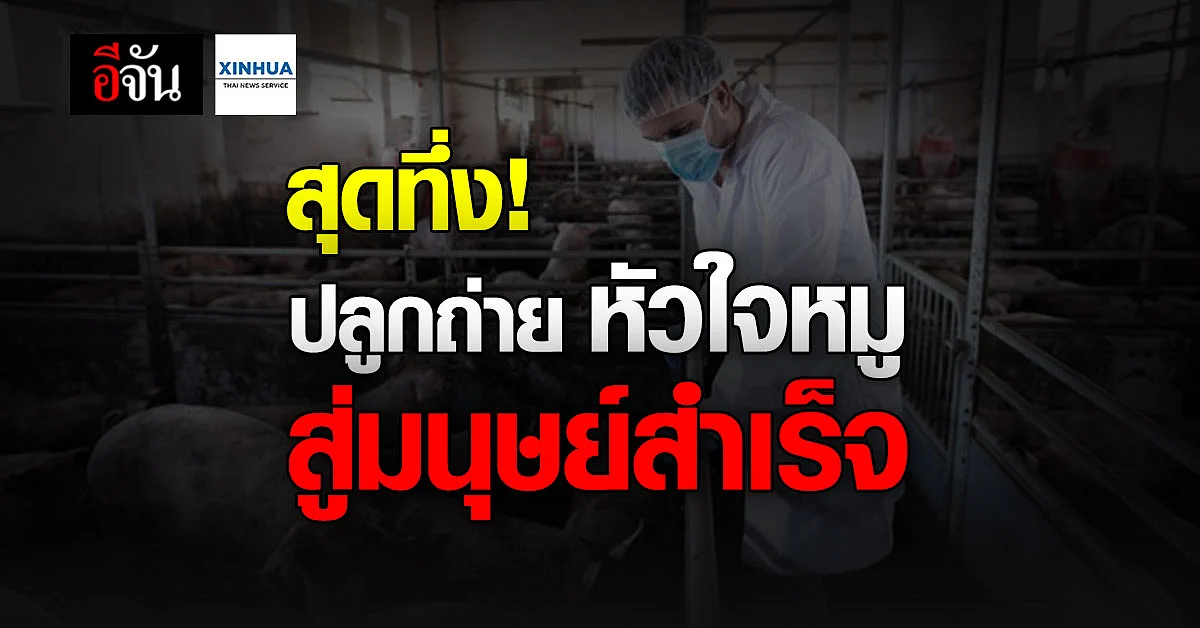 ผู้ป่วยโรคหัวใจ ชาวอเมริกัน ปลูกถ่าย หัวใจหมู ครั้งแรกในโลก สำเร็จ