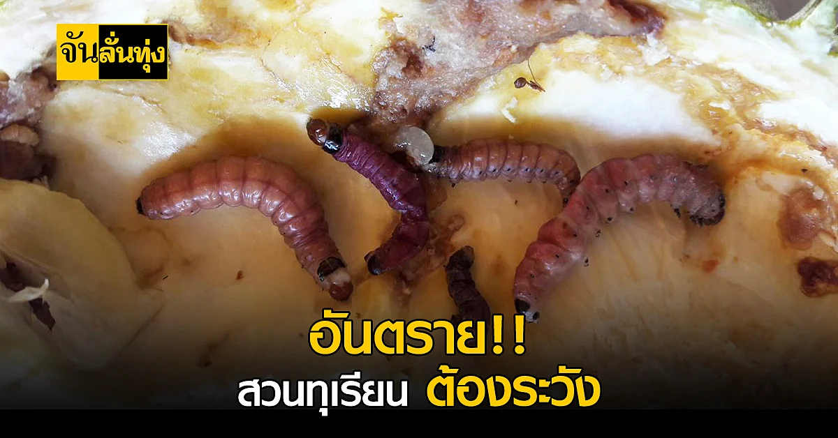 ฤดูหนอนทุเรียนระบาด เตือนเกษตรกรชาวสวนทุเรียนระวัง ก่อนจะสายเกินแก้