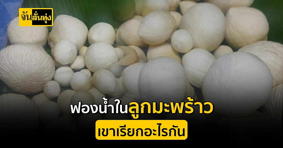 รู้จักกันไหมคะ ฟองน้ำในลูกมะพร้าว บ้านลูกเพจเรียกอะไร