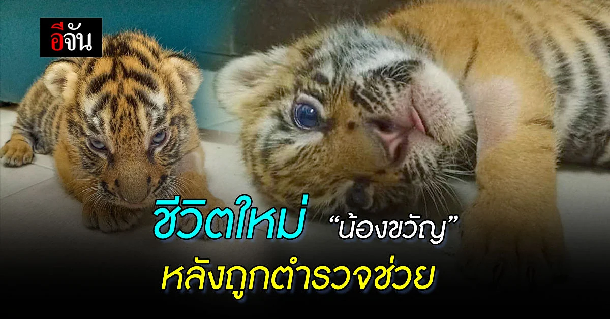 ชีวิตใหม่ “น้องขวัญ” ลูกเสือ 2 เดือน ถูกช่วยจากแก๊งลักลอบขายสัตว์ป่า