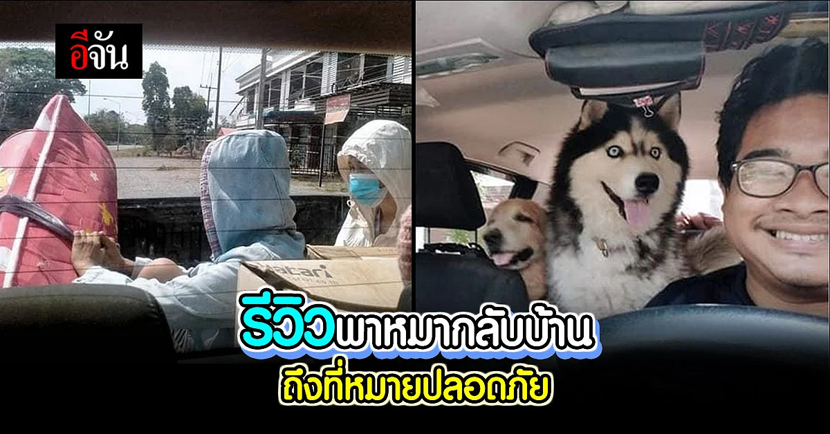 หนุ่มรีวิว พาหมาเดินทางกลับ ตจว. ถึงที่หมายปลอดภัย ต้องนั่งในรถ