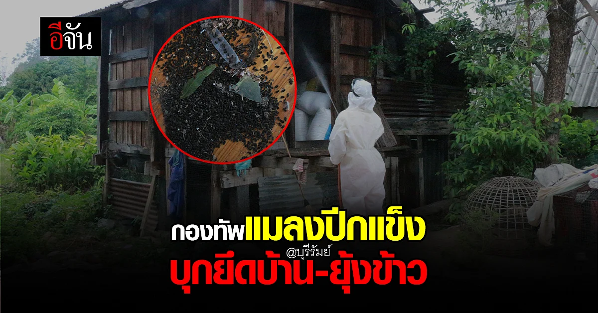 แมลงปีกแข็ง นับล้านตัวบุกยึดบ้าน - ยุ้งข้าว ชาวบ้านบุรีรัมย์ กว่า 4 ปี