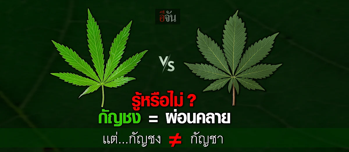 รู้หรือไม่ กัญชง - กัญชา ต่างกันอย่างไร ?
