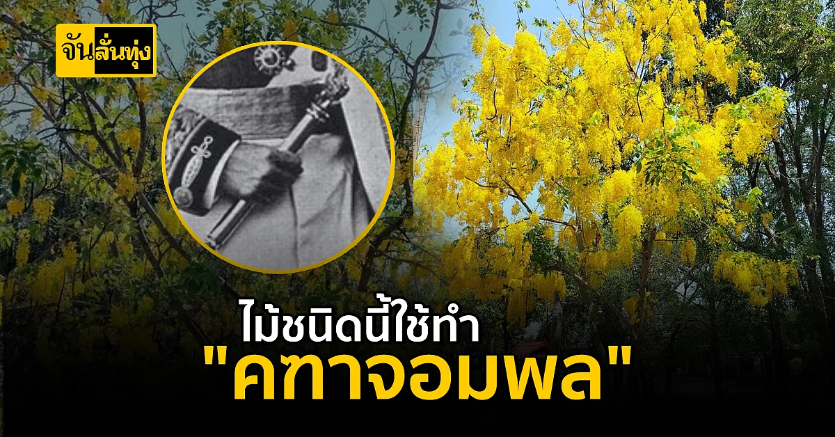 ไม้มงคลสำหรับสร้าง "คฑาจอมพล"