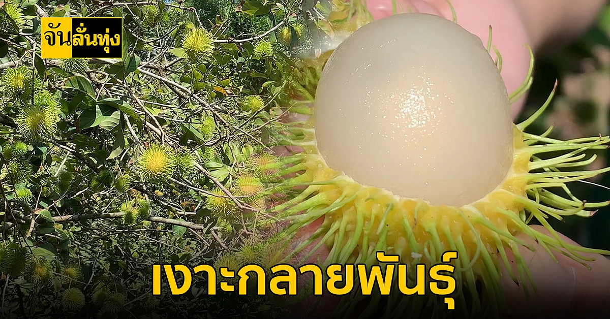 สุดแปลก!!! เงาะโรงเรียนกลายพันธุ์เป็นเงาะกระหรี่