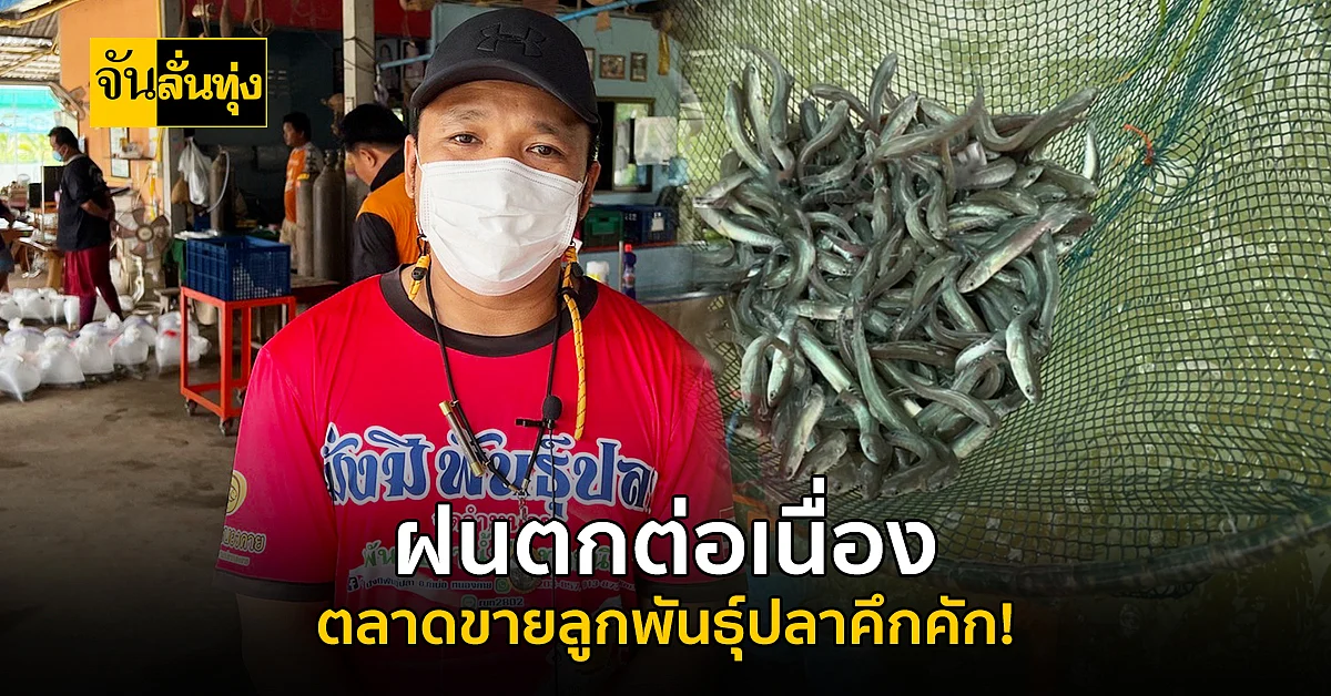 หนองคาย ฝนตกอย่างต่อเนื่อง ส่งผลให้ตลาด ขายลูกพันธุ์ปลา คึกคัก