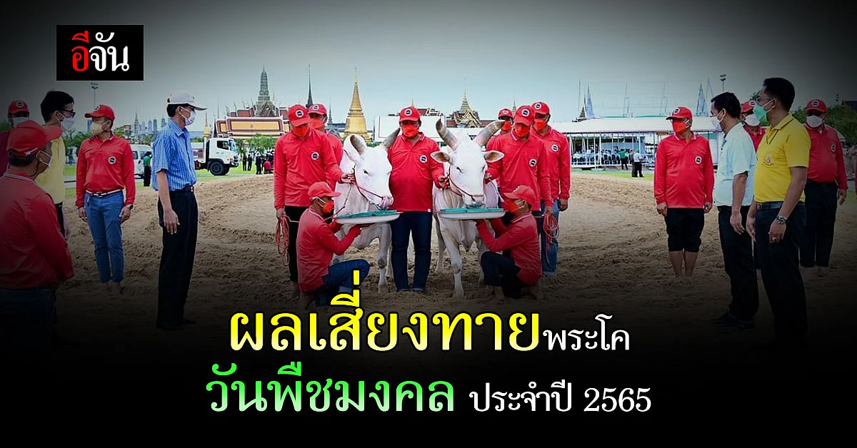 เปิด ผลเสี่ยงทายพระโค เลือกกินของ 4 อย่าง