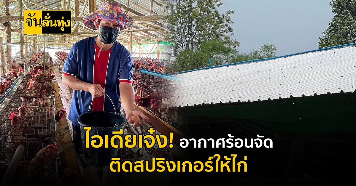 ไอเดียเก๋! อากาศร้อนจัด ทำสปริงเกอร์-เปิดเพลงคลายร้อนให้ไก่ไข่