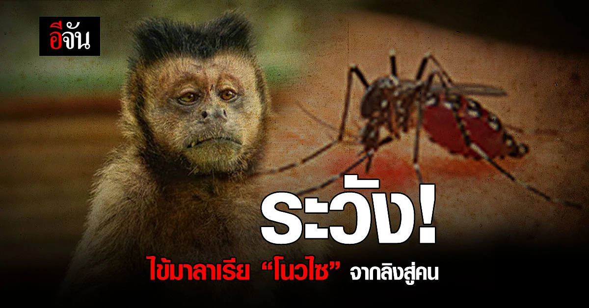 สาธารณสุข เตือนระวังโรคไข้มาลาเรียสายพันธุ์ “โนวไซ”