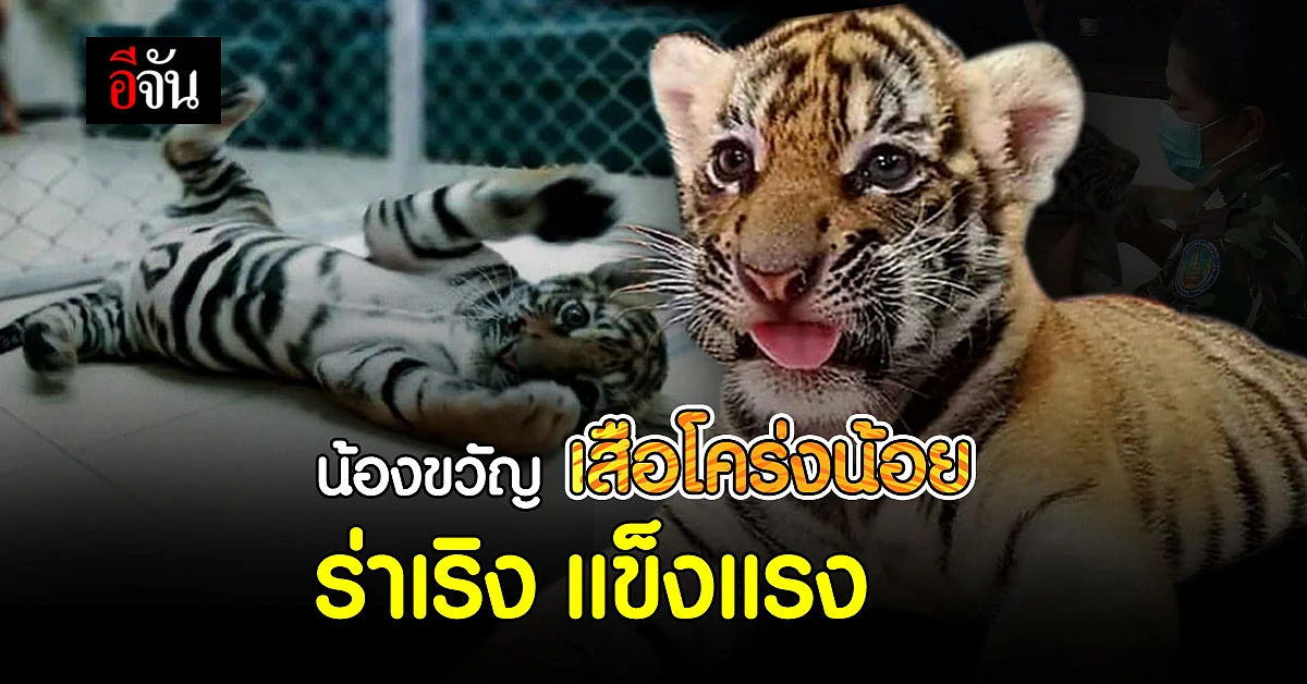 อัปเดตการดูแล น้องขวัญ ลูกเสือโคร่งสัตว์ของกลาง