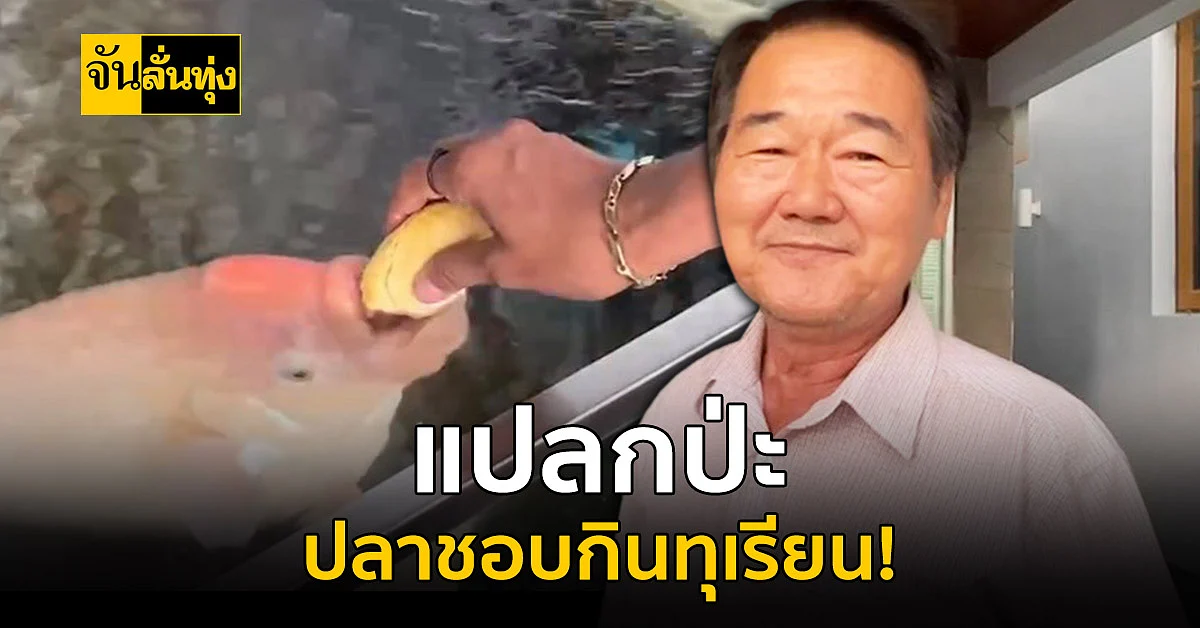 หรือนี่คือเรื่องแปลก? ปลาแรดเผือกชอบกินทุเรียน!