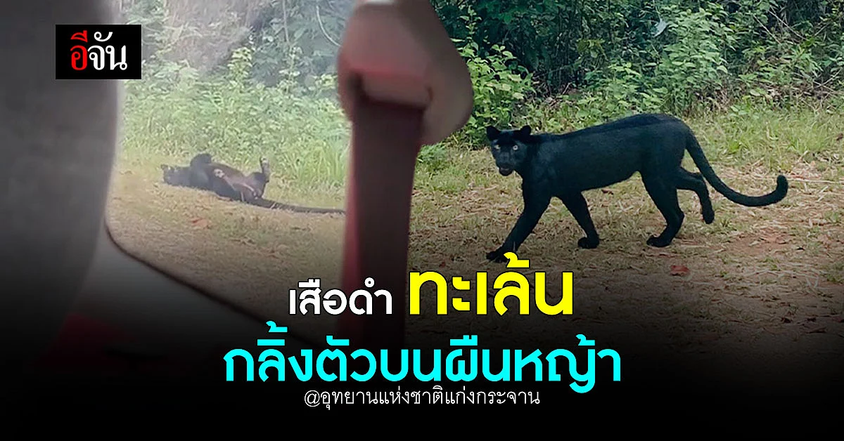 สาวโพสต์ ขับรถเที่ยวเจอ เสือดำ ในอุทยานแห่งชาติแก่งกระจาน