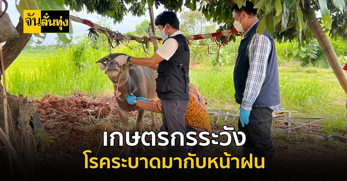 เข้าหน้าฝนแล้ว เกษตรกร ระวังสัตว์เลี้ยงให้ดี ระวัง โรคระบาด ที่มากับฝน