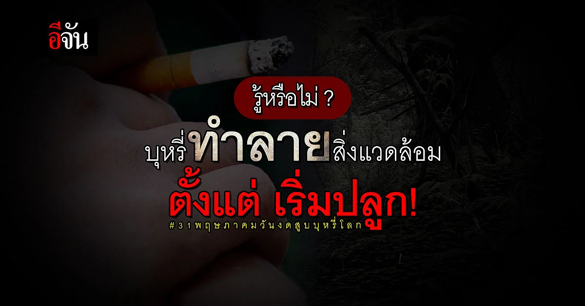 WHO เผย! บุหรี่ ทำลายสิ่งแวดล้อม ตั้งแต่ขั้นตอนการปลูก