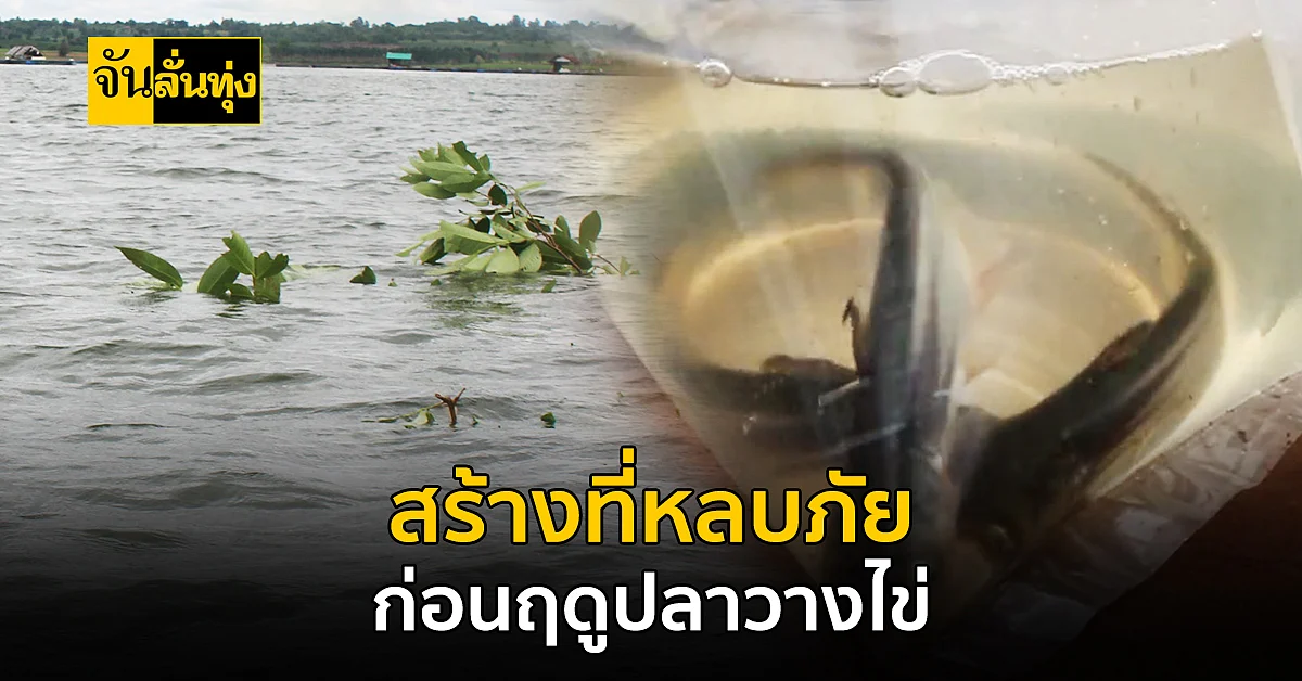 โคราช ชาวบ้านและประมง ช่วยกันสร้าง พื้นที่หลบภัย ให้ปลา