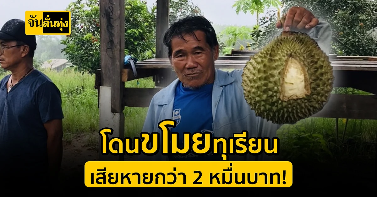 เจ้าของน้ำตาซึม! โจรออกละวาด ขโมยทุเรียน เสียหายกว่า 2 หมื่นบาท