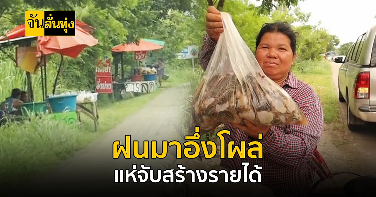 อาชีพเสริมช่วงหน้าฝนมาแล้วจ้า จับอึ่งขายทำรายได้กว่า 1,000 บาท/วัน