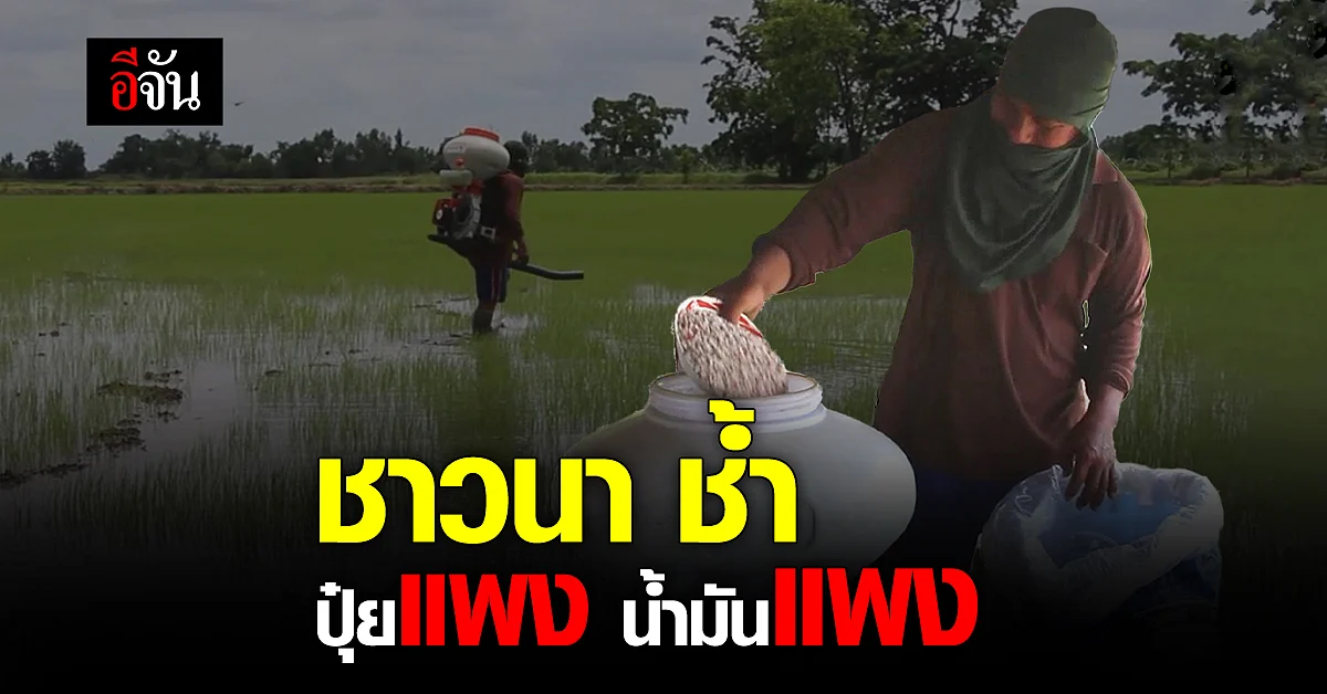ชาวนา ทุกข์หนัก ราคาปุ๋ย พุ่ง แพงขึ้น ซ้ำ น้ำมันแพง วอน รัฐ เร่งแก้