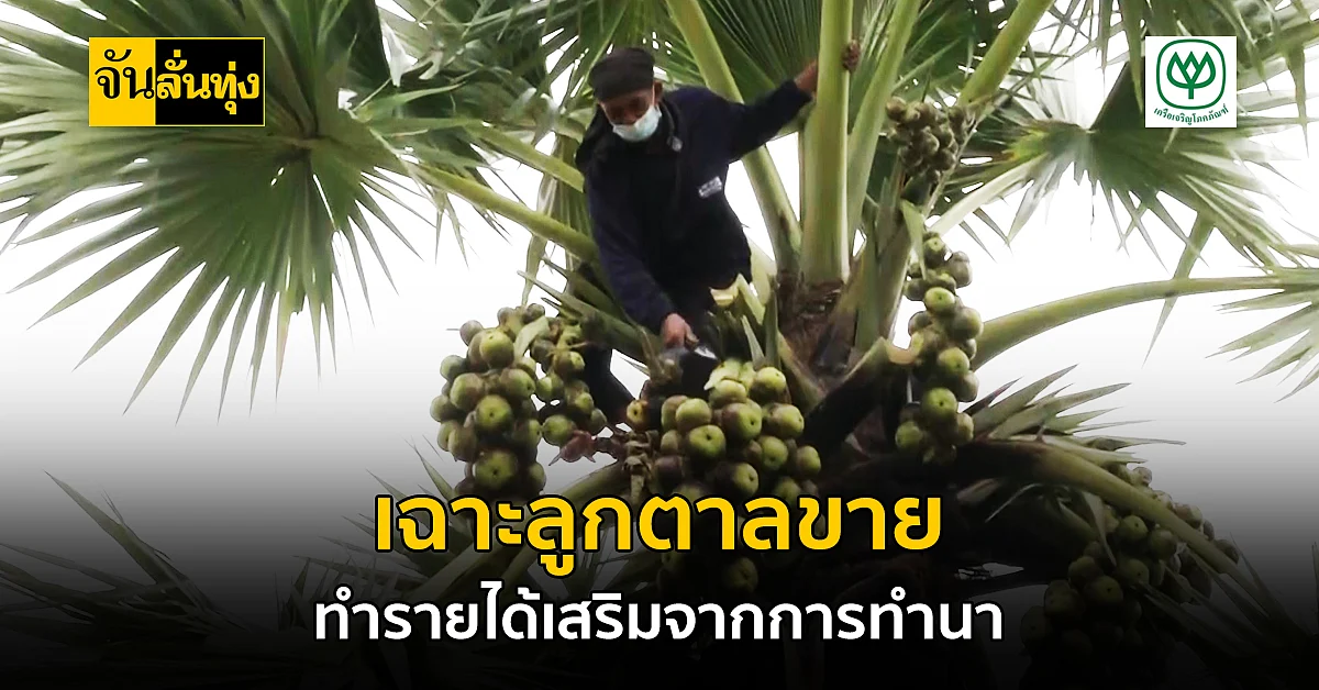 ชาวนาโคราช เฉาะลูกตาลขายสร้างเสริมรายได้จากการทำนา