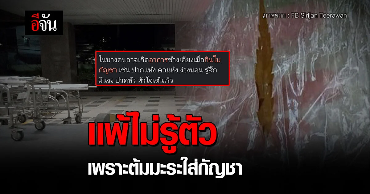 สาวเเพ้กัญชา โพสต์เตือนอุทาหรณ์ ไม่ใช่ทุกคนที่กินได้
