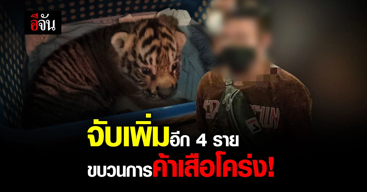บก.ปทส. รวบอีก 4 ราย ขบวนการค้าเสือโคร่ง
