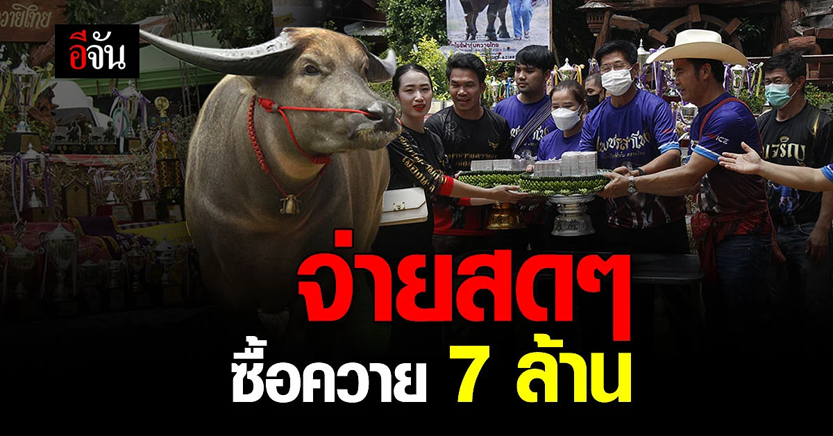 ฟาร์มควายพิษณุโลก ซื้อควายเพชรลำโขง 7 ล้าน