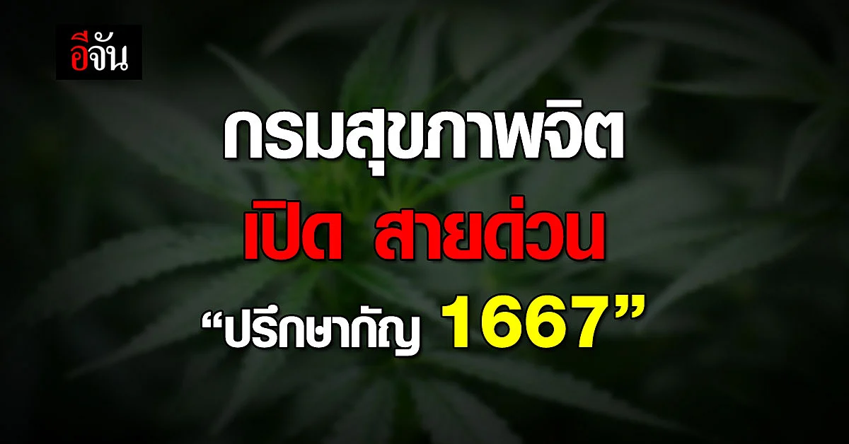 กรมสุขภาพจิต เดินหน้าเปิดสายด่วน
“ปรึกษากัญ 1667“