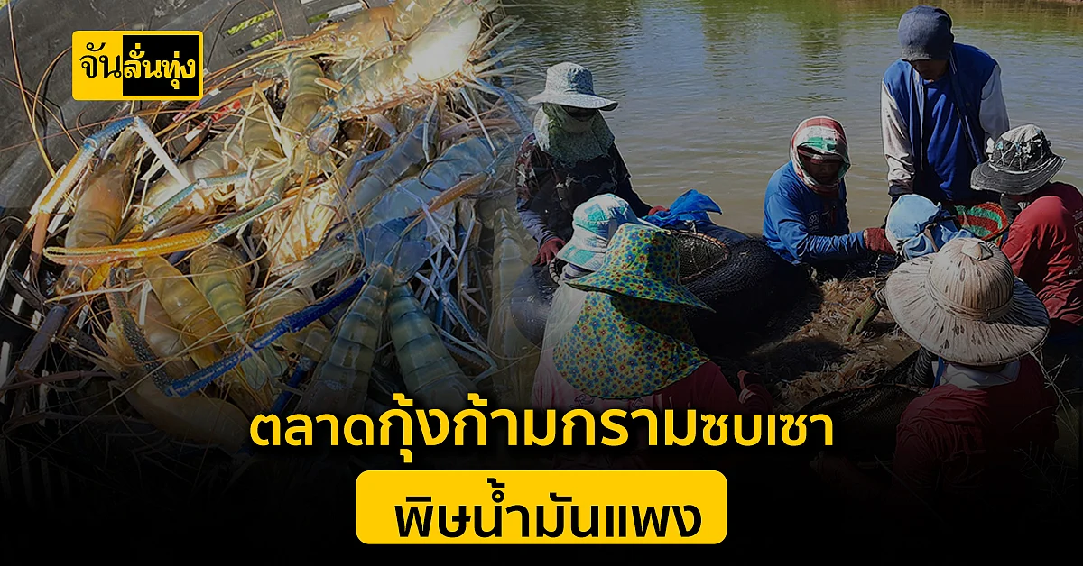 พิษน้ำมันแพง ตลาดกุ้งก้ามกราม จ.กาฬสินธุ์ ซบเซาหนัก