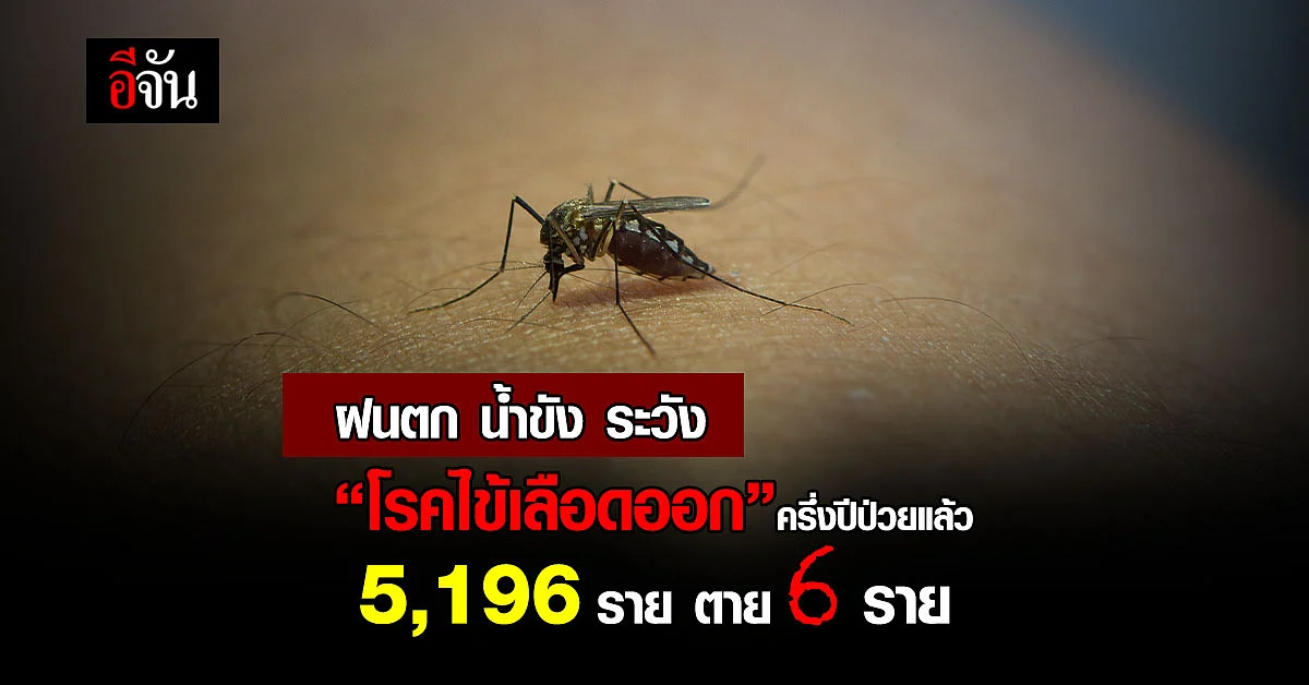 กรมควบคุมโรค เตือนประชาชน ฝนตก น้ำขัง ระวังป่วยโรคไข้เลือดออก