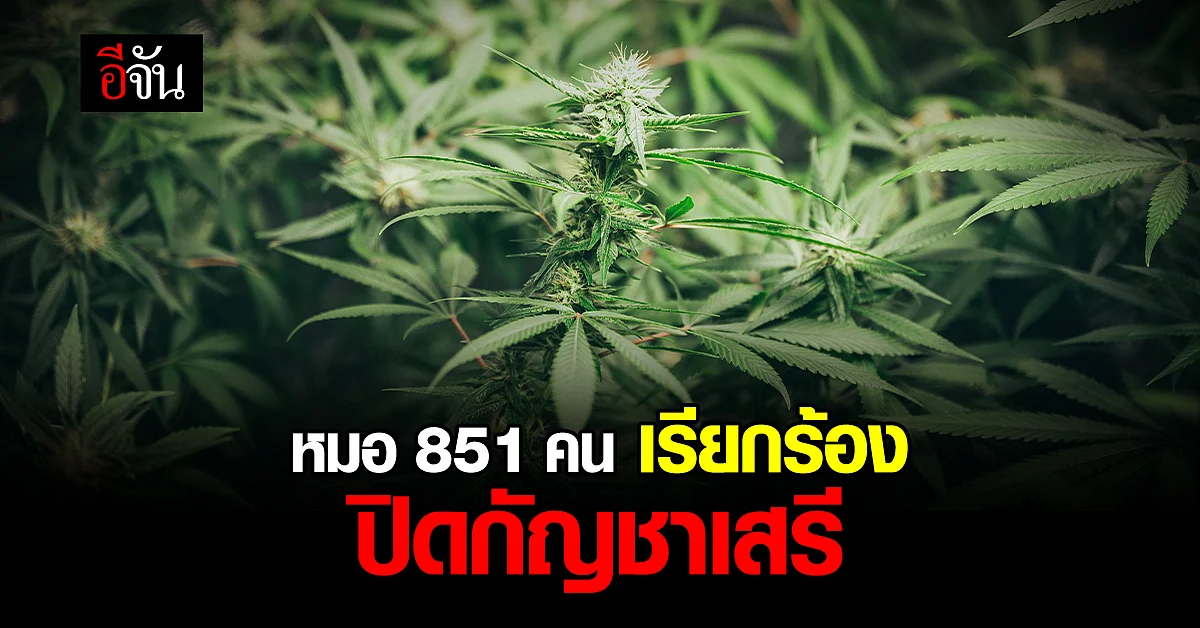 แพทย์ 851 คน แสดงจุดยืน เรียกร้องปิดกัญชาเสรี หลังเกิดสภาวะสุญญากาศ