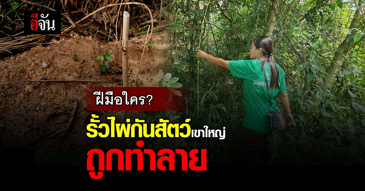 รั้วไผ่หนามกันสัตว์ อุทยานแห่งชาติเขาใหญ่ ถูกทำลาย !