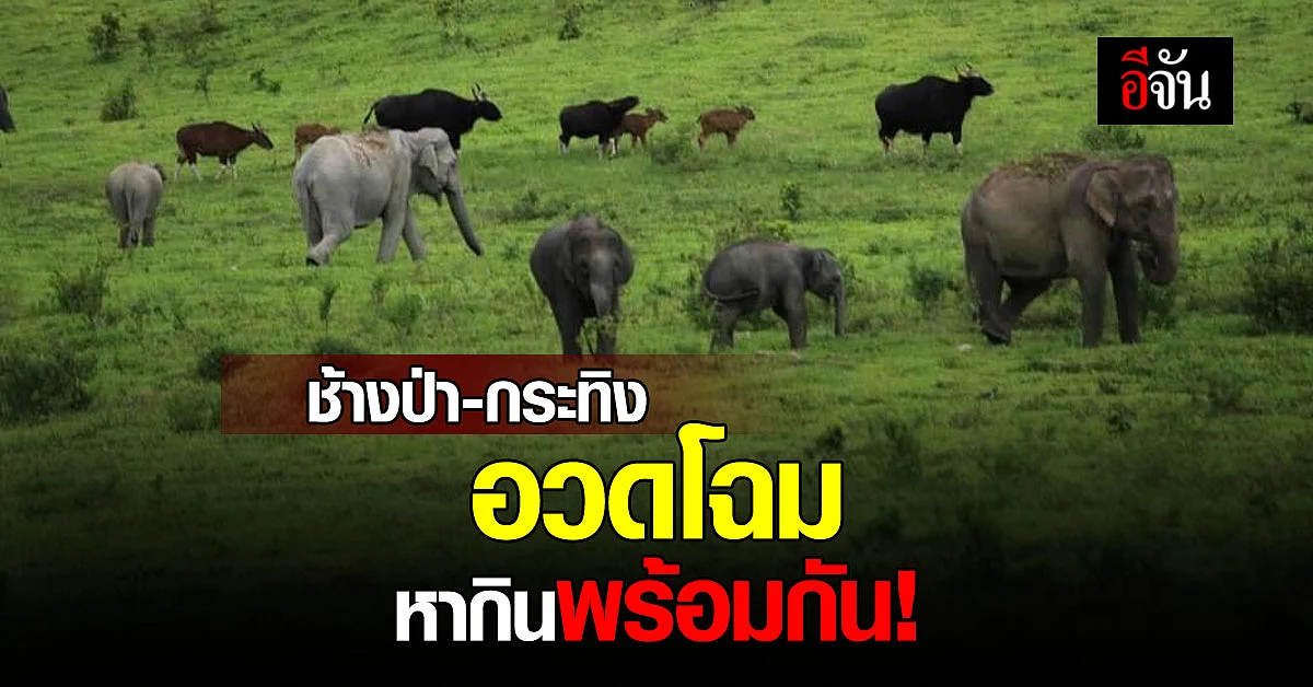 อุทยานแห่งชาติกุยบุรี โพสต์ภาพน่ารัก ช้างป่า - กระทิง หากินพร้อมกัน
