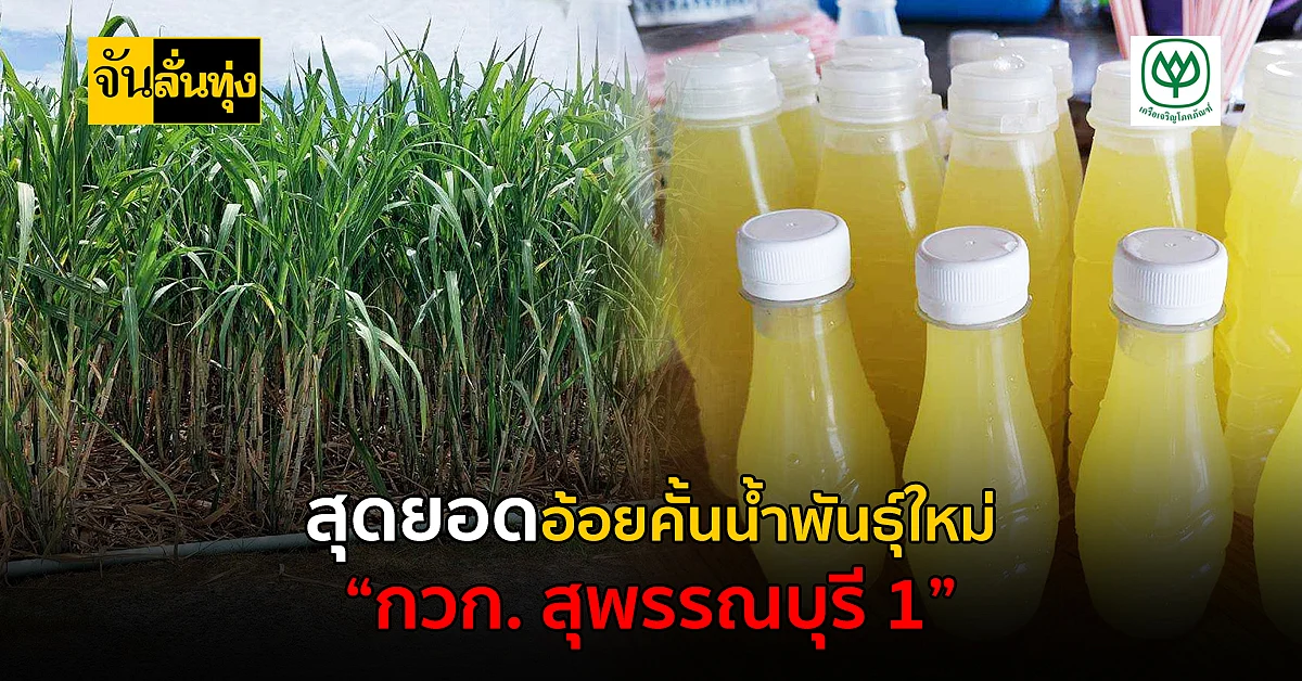 สุดยอดอ้อยคั้นน้ำพันธุ์ใหม่วิจัย 17 ปี “กวก. สุพรรณบุรี 1”