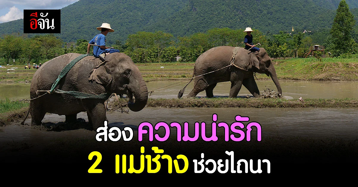 ชาวนา - เชียงใหม่ ใจดี จ้างช้างพัง ที่ตกงานมาช่วยไถนา