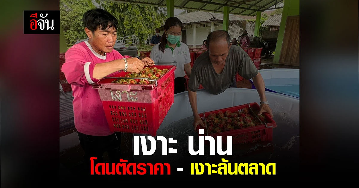 ชาวสวนเงาะ จังหวัดน่าน เจอปัญหาสะสม โดนตัดราคา - เงาะล้นตลาด