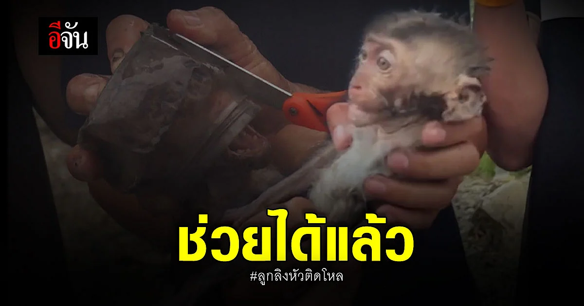 เจ้าหน้าที่ ช่วยลูกลิงหัวติดโหล ได้แล้ว ท่ามกลางสายฝน เกือบ 2 ชั่วโมง