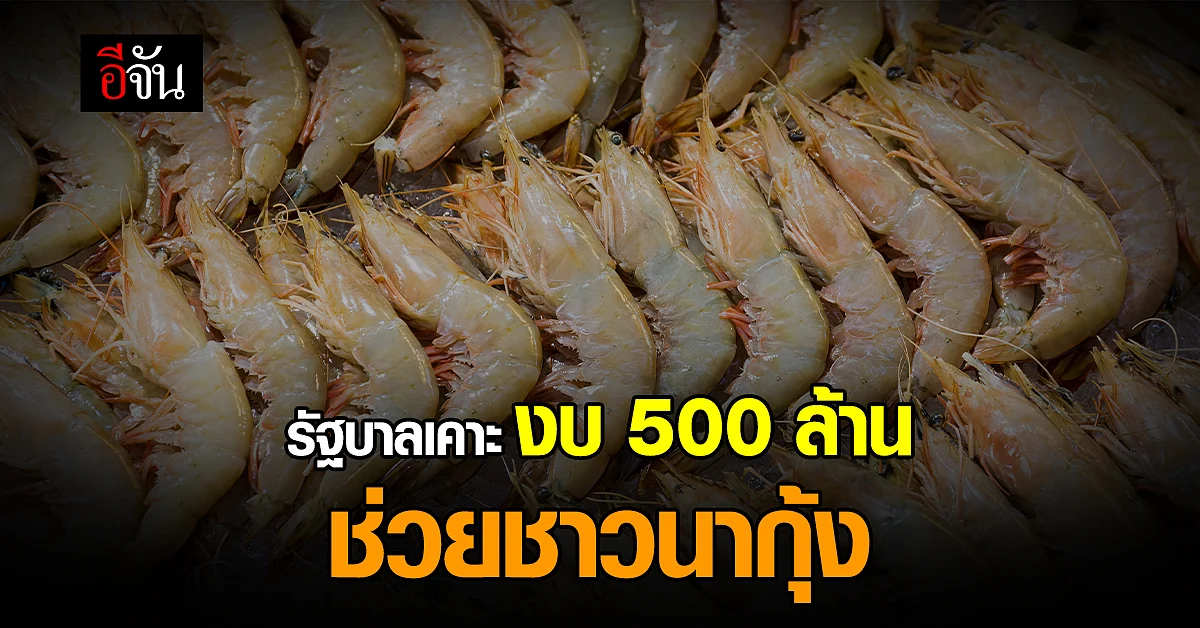 ครม. ไฟเขียว เคาะงบ 500 ล้านบาท ปล่อยกู้ดอกเบี้ย 0% ช่วยชาวนากุ้ง
