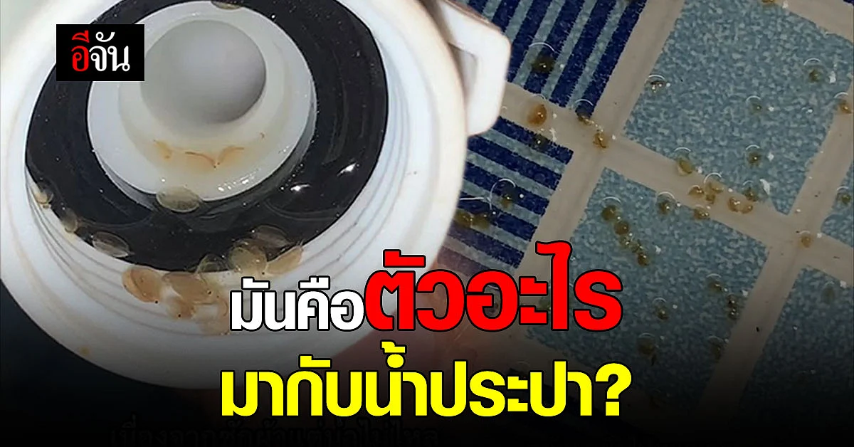 สาวช็อก เจอสัตว์ประหลาด มีชีวิตอะไรในน้ำประปา?
