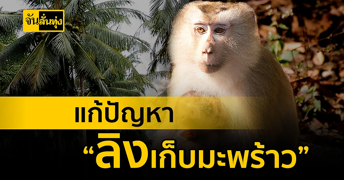 แก้ปัญหาใช้ลิงเก็บมะพร้าว งัดมาตรการ สกัดข้อกล่าวหา