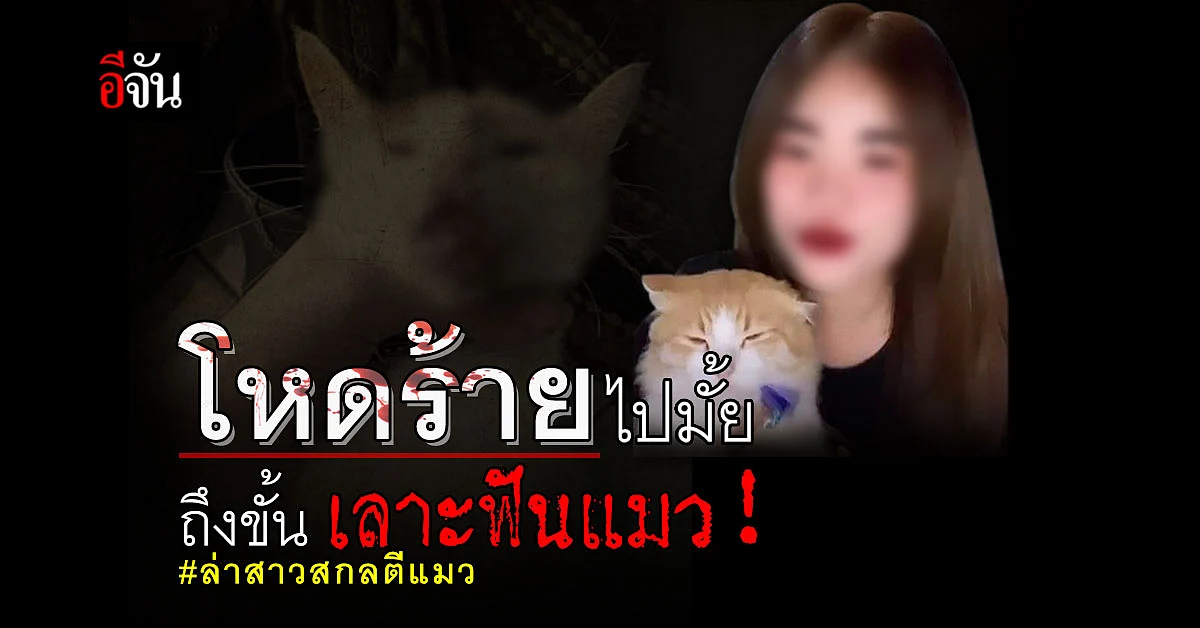 มูลนิธิวอชด็อก เผย สาวทารุณแมว 12 ตัว หนักสุดจับแมวเลาะฟัน
