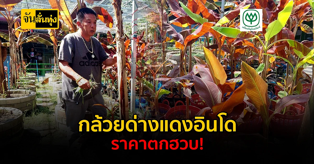 ลดโหด! กล้วยด่างแดงอินโด ขายลดราคาเริ่มต้น 1 พันบาท