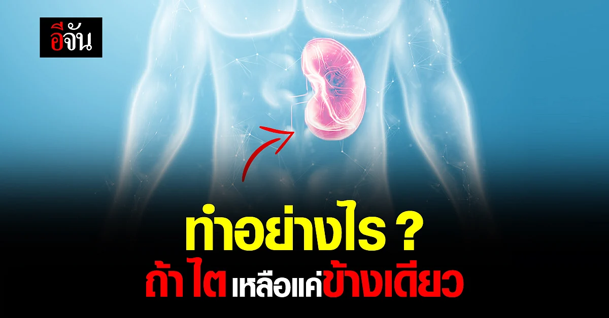 ถ้าเกิดเหลือ “ ไต ” แค่ข้างเดียว จะมีวิธีดูแลตัวเองอย่างไร