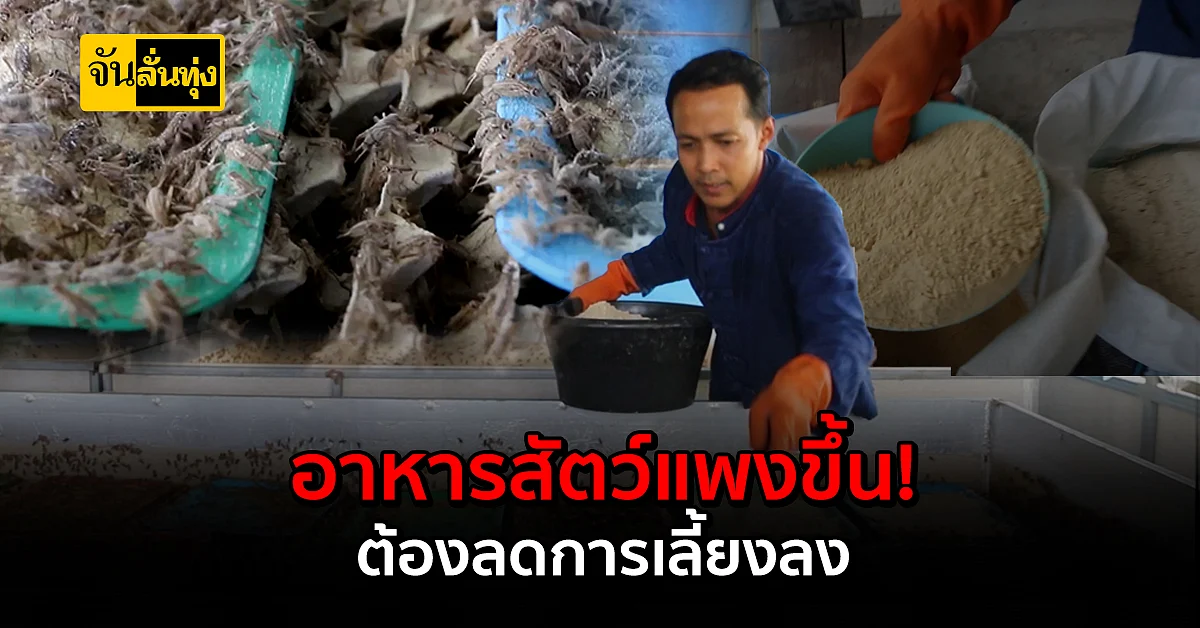 เกษตรกรเลี้ยงจิ้งหรีดโอด! อาหารสัตว์แพงมาก ต้องลดการเลี้ยงลง