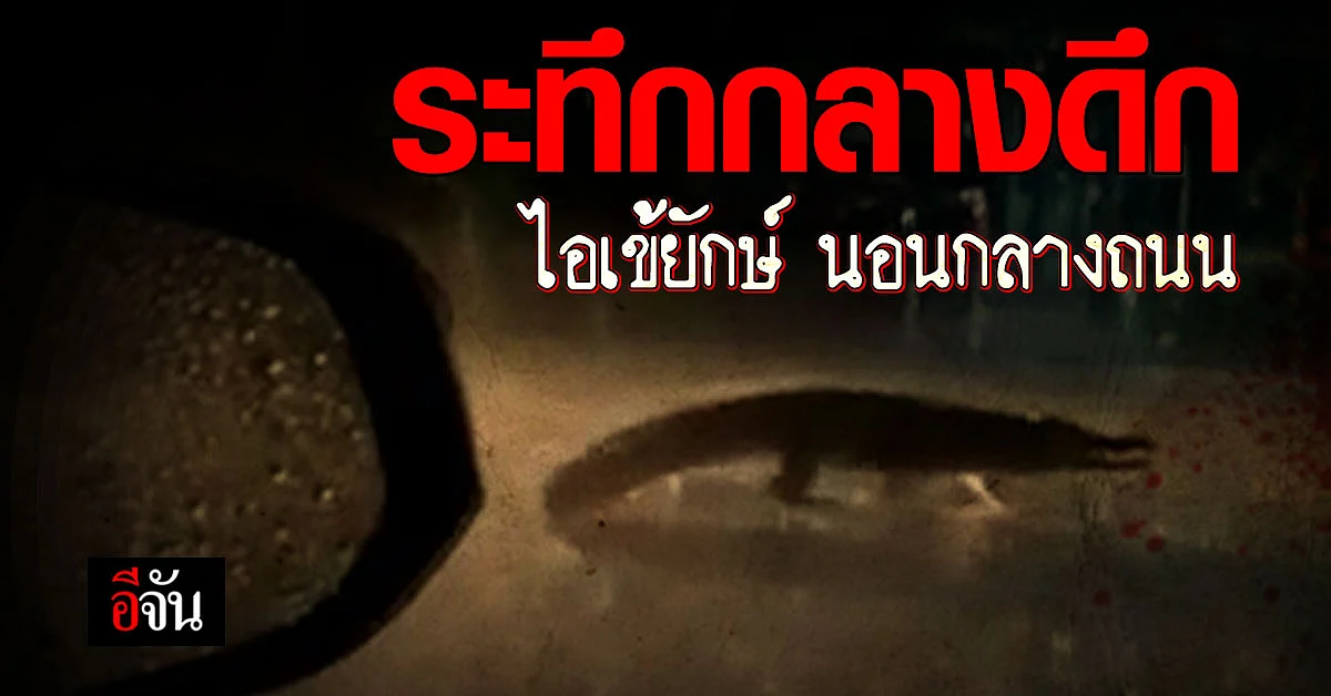 ระทึกกลางดึก! สาวพบ ไอเข้ยักษ์ นอนกลางถนน