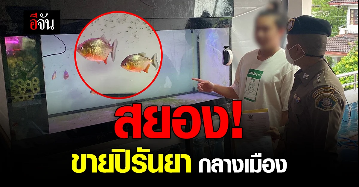 ตร. ปทส. ร่วม กรมประมง จับหนุ่ม ลักลอบค้า ปลาปิรันยา กลางกรุง