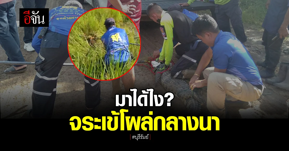 ชาวนา ช็อก จระเข้โผล่กลางนา : บุรีรัมย์