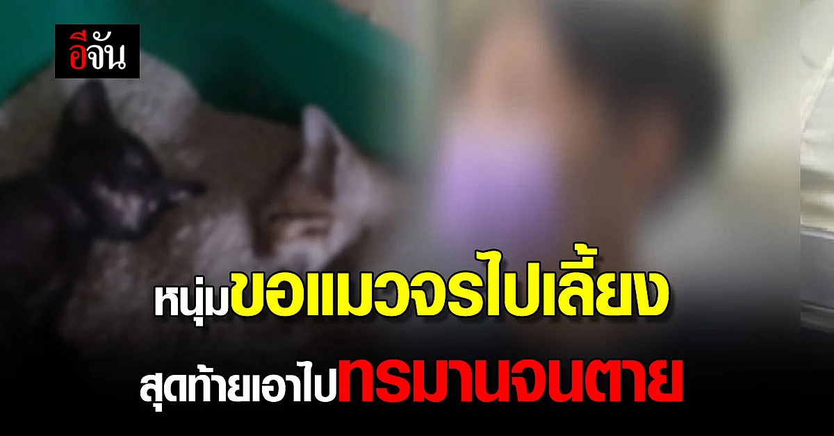 หนุ่ม 19 แมวจรไปเลี้ยง อ้างกินทรายติดคอ สุดท้ายคดีพลิก เป็นคนฆ่าเอง