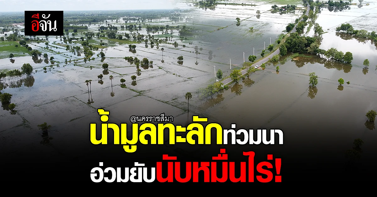 นครราชสีมา ฝนตกหนัก น้ำมูลทะลักท่วมนา อ่วมยับนับหมื่นไร่!